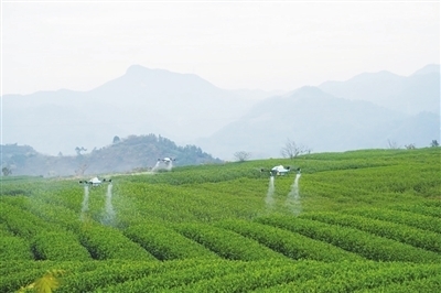 無人機茶園顯身手